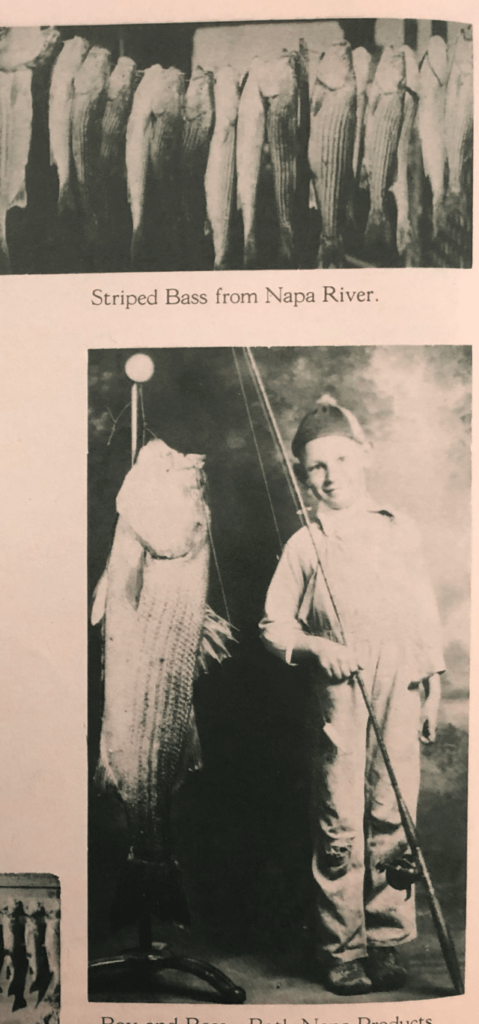 Page from Beautiful Napa showing motor boat on Napa River, striped bass, and steelhead, and a large photo of a young boy with a bass on a line.