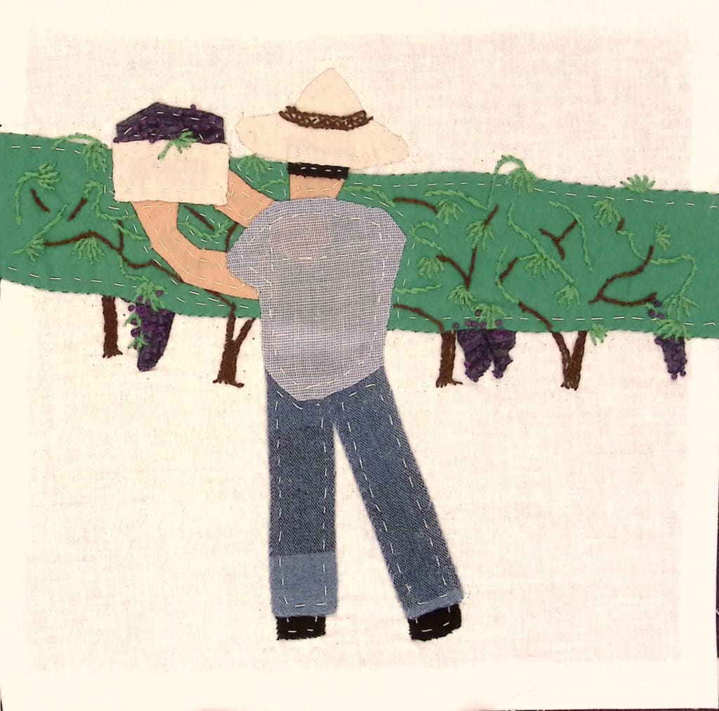 A man in a blue shirt and hat picking grapes.