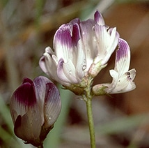Clara's milkvetch, a purple and white flower with a long stem.