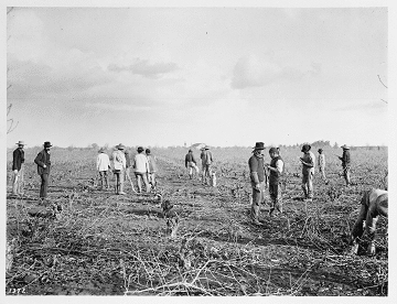 Chinese workers standing in a California Vineyard in the 19th century.