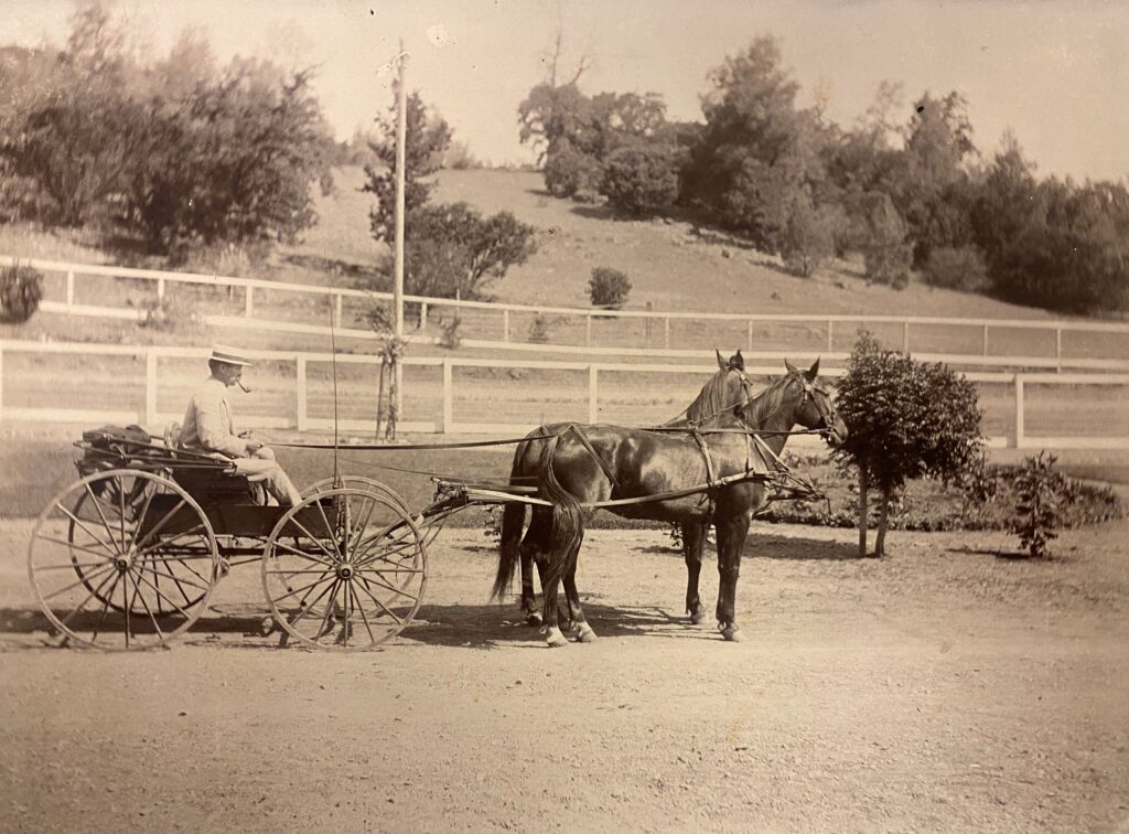 A man holding the reins in a buggy pulled by two horses, taken somewhere at Aetna Springs.